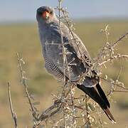 Pale Chanting Goshawk