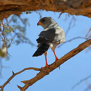 Gabar Goshawk