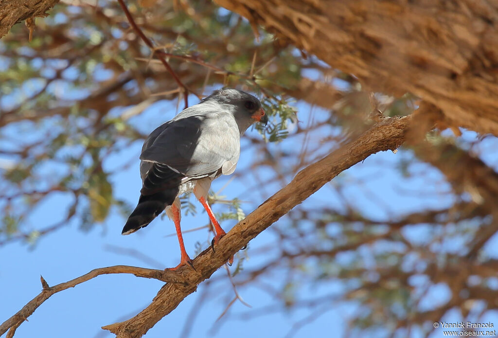 Gabar Goshawkadult, identification, aspect