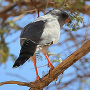 Gabar Goshawk