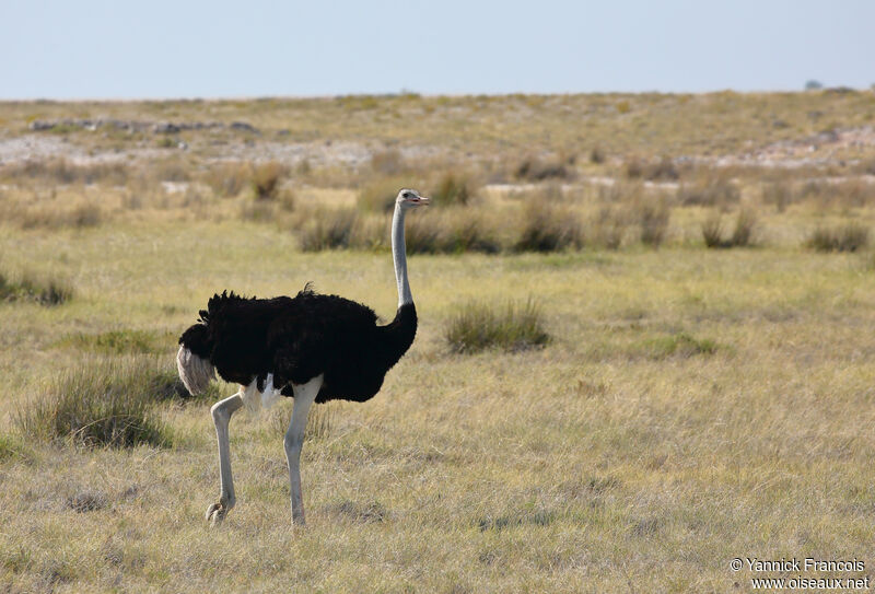 Common Ostrich male adult, habitat, aspect, walking