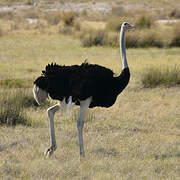 Common Ostrich