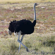 Common Ostrich