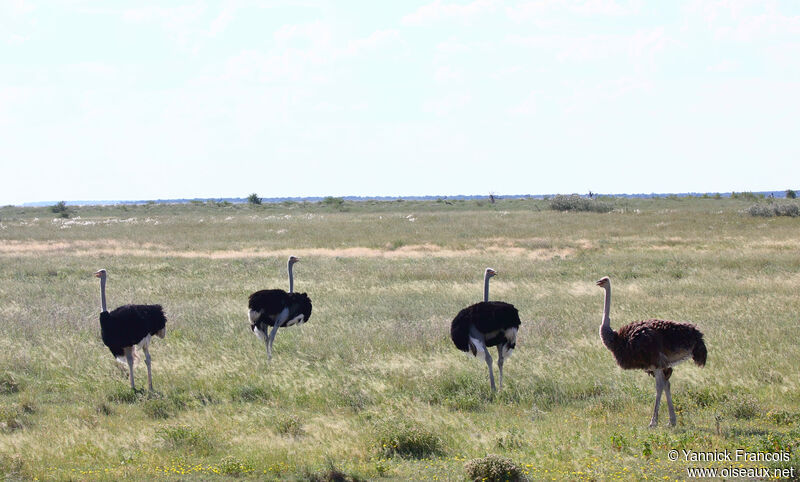 Common Ostrich, habitat, aspect