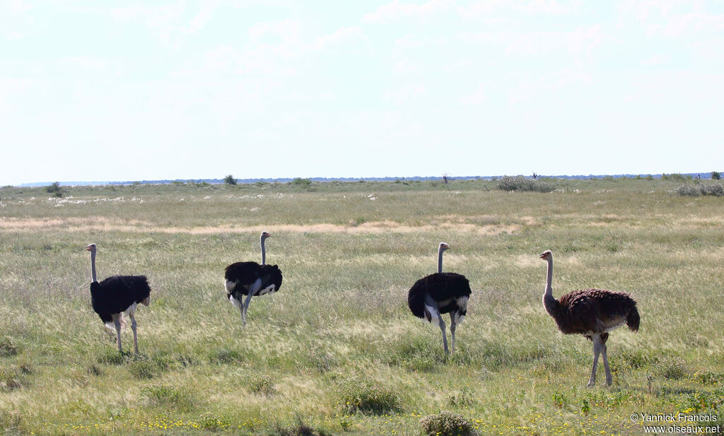 Autruche d'Afrique, habitat, composition