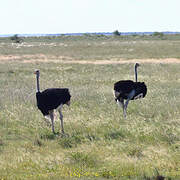 Common Ostrich