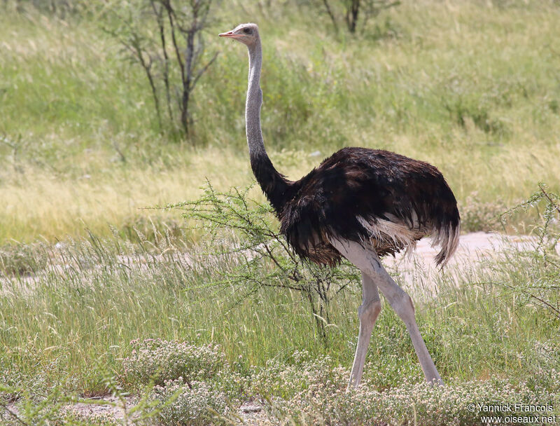 Common Ostrich male adult, identification, aspect, walking