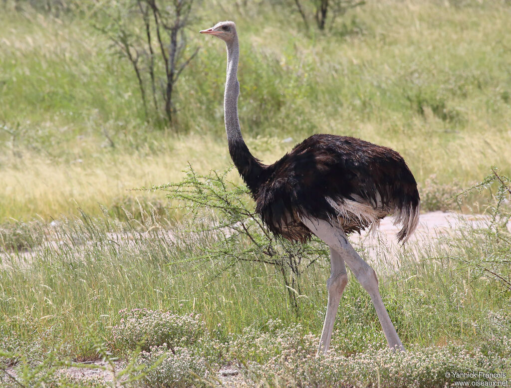 Common Ostrich male adult, identification, aspect, walking