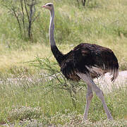 Common Ostrich