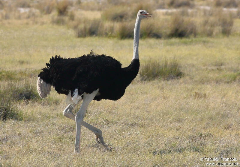 Common Ostrich male adult, identification, aspect