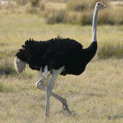 Common Ostrich