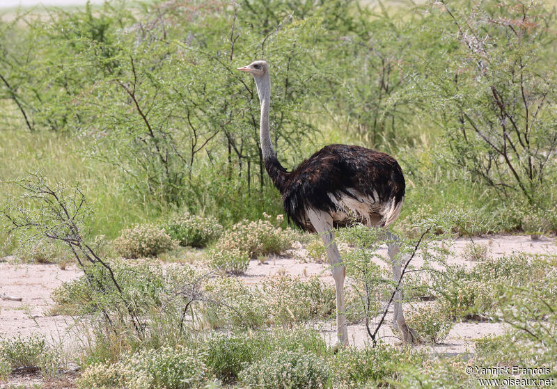 Common Ostrich male adult, habitat, aspect, walking