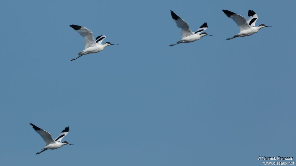 Avocette éléganteadulte, Vol