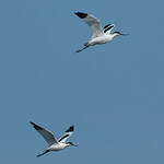 Avocette élégante