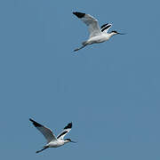 Avocette élégante