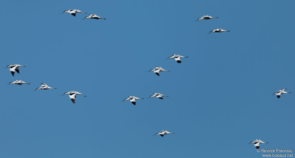 Avocette éléganteadulte, Vol