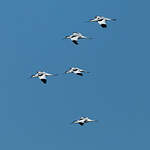 Avocette élégante