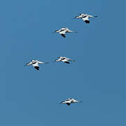 Avocette élégante