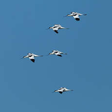 Avocette élégante