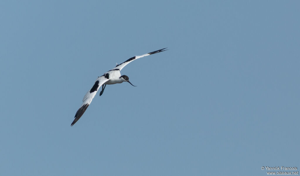 Avocette éléganteadulte, composition, Vol