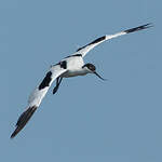 Avocette élégante