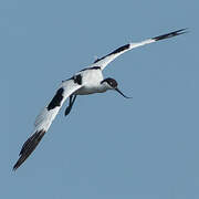 Avocette élégante