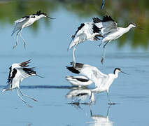 Avocette élégante