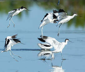 Avocette élégante