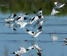 Avocette élégante
