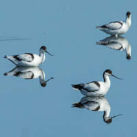 Avocette élégante