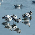 Avocette élégante