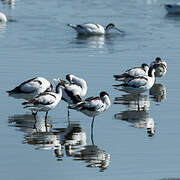 Avocette élégante