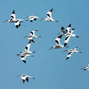 Pied Avocet