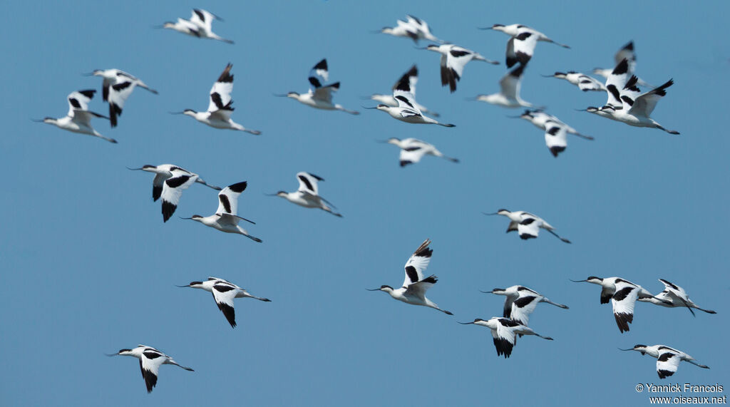 Pied Avocetadult, aspect, Flight