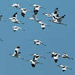 Avocette élégante