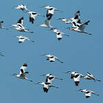 Avocette élégante