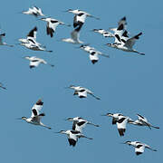Pied Avocet