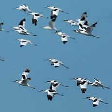 Avocette élégante
