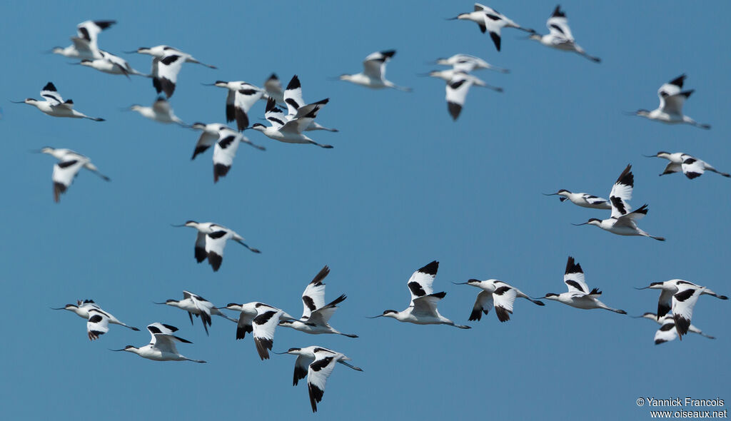 Pied Avocetadult, aspect, Flight