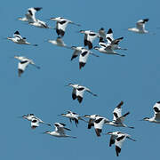 Pied Avocet