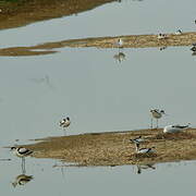 Avocette élégante