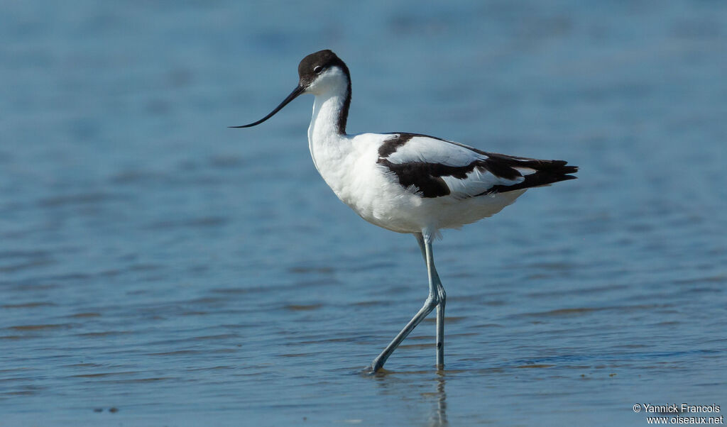Avocette éléganteadulte, identification, composition