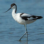 Avocette élégante