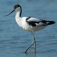 Avocette élégante