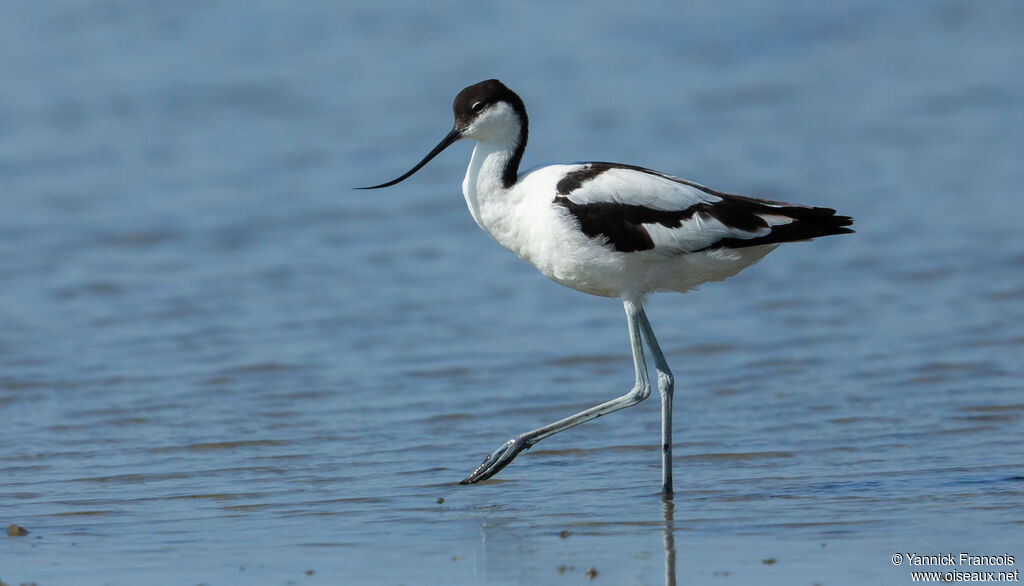 Avocette éléganteadulte, identification, composition