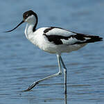 Avocette élégante