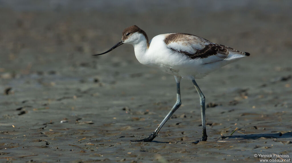 Avocette éléganteimmature, identification, composition