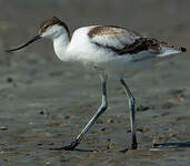 Avocette élégante
