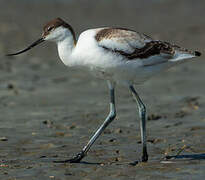 Avocette élégante