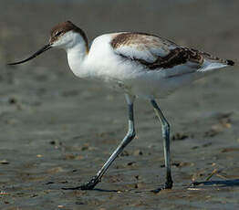 Avocette élégante